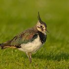 KIEBITZ (Vanellus vanellus)