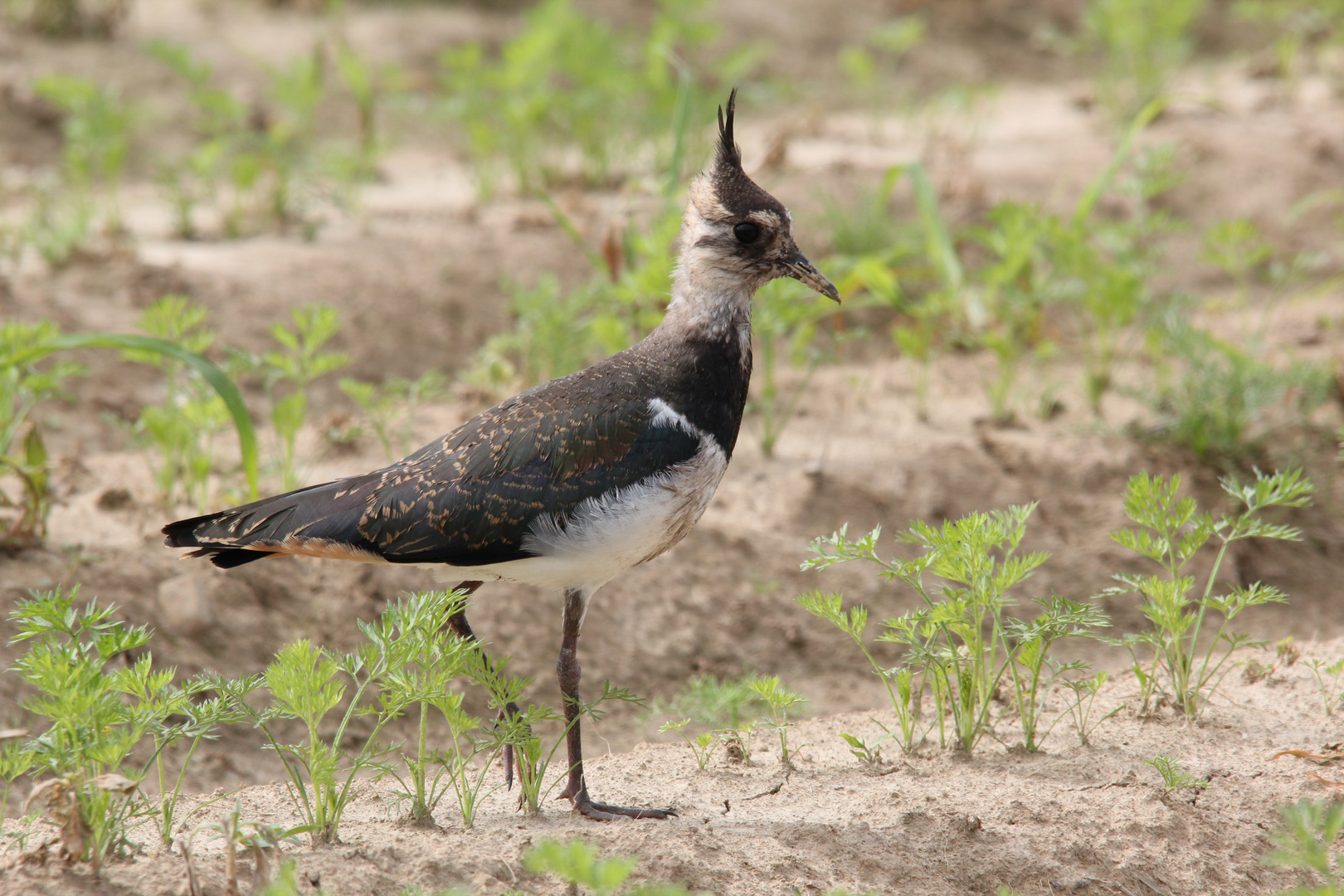 Kiebitz (Vanellus vanellus)