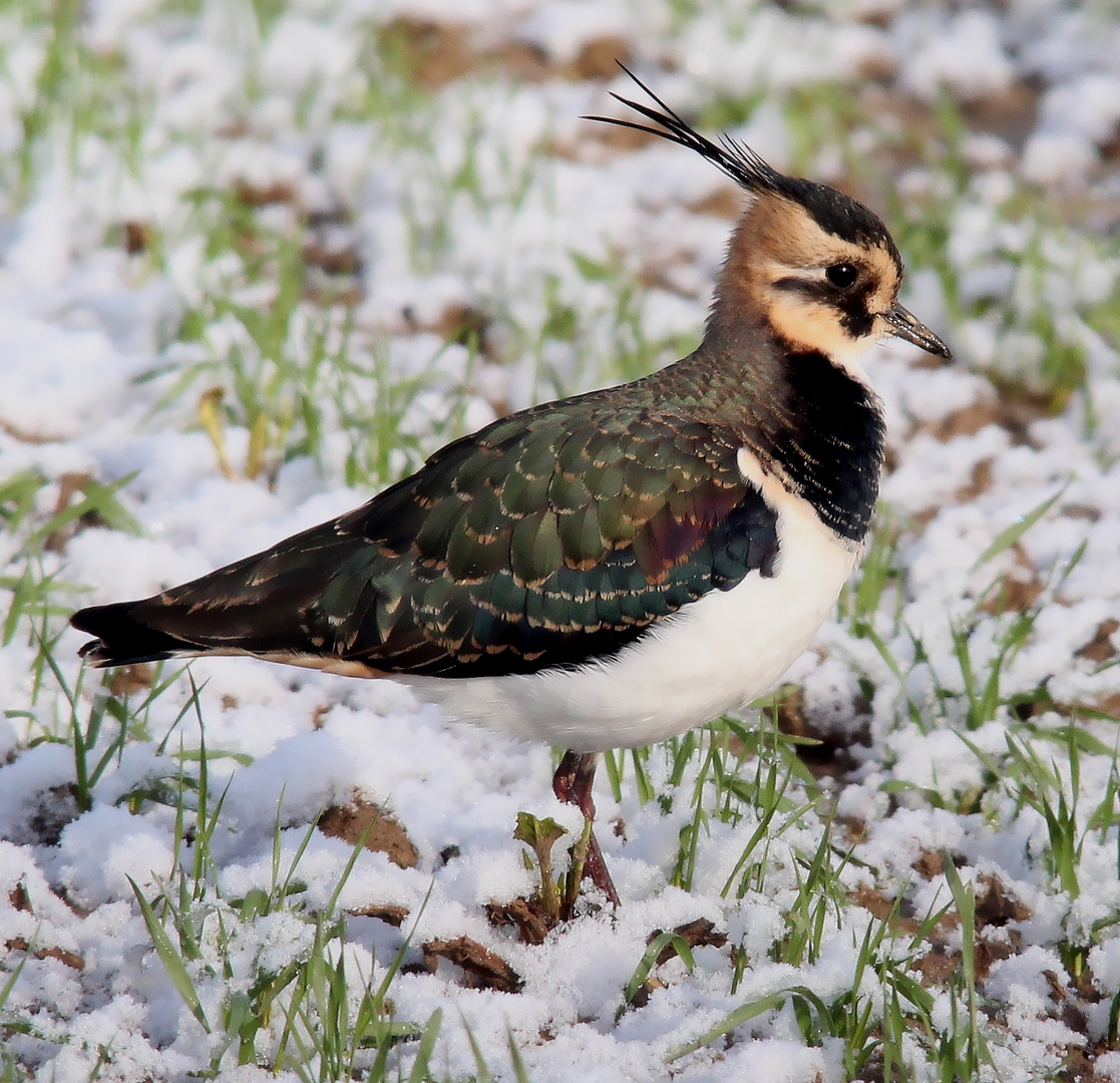 Kiebitz (Vanellus vanellus)