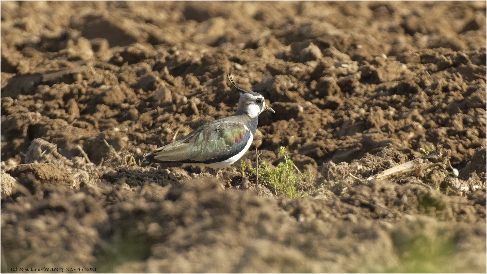 Kiebitz   (  Vanellus vanellus  ) 