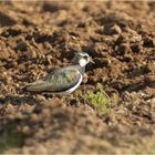 Kiebitz   (  Vanellus vanellus  ) 