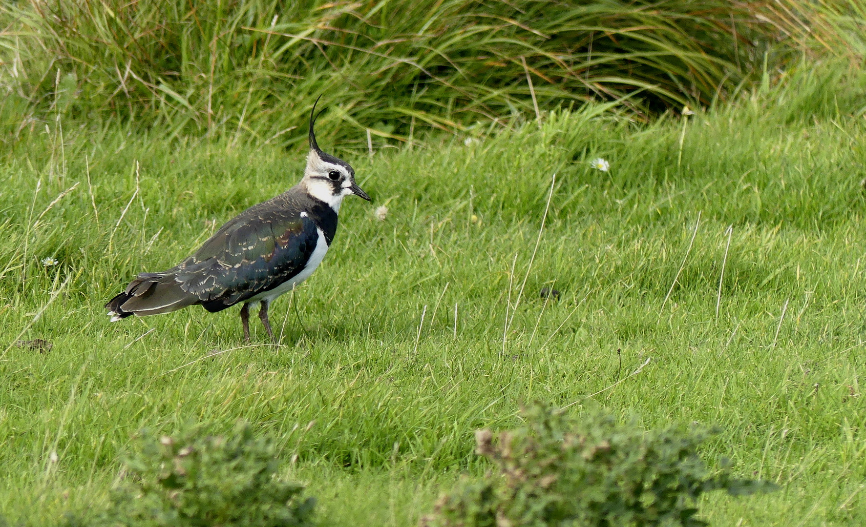 Kiebitz (Vanellus vanellus)...