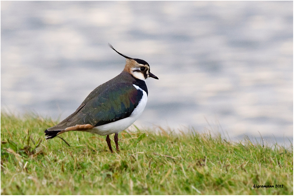 Kiebitz (Vanellus vanellus)......