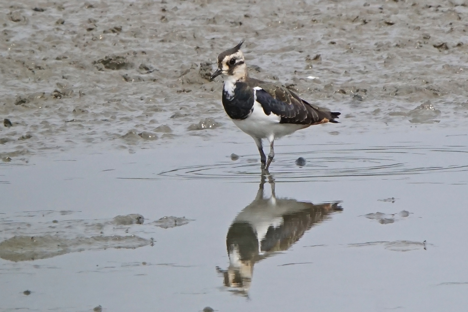 Kiebitz (Vanellus vanellus)