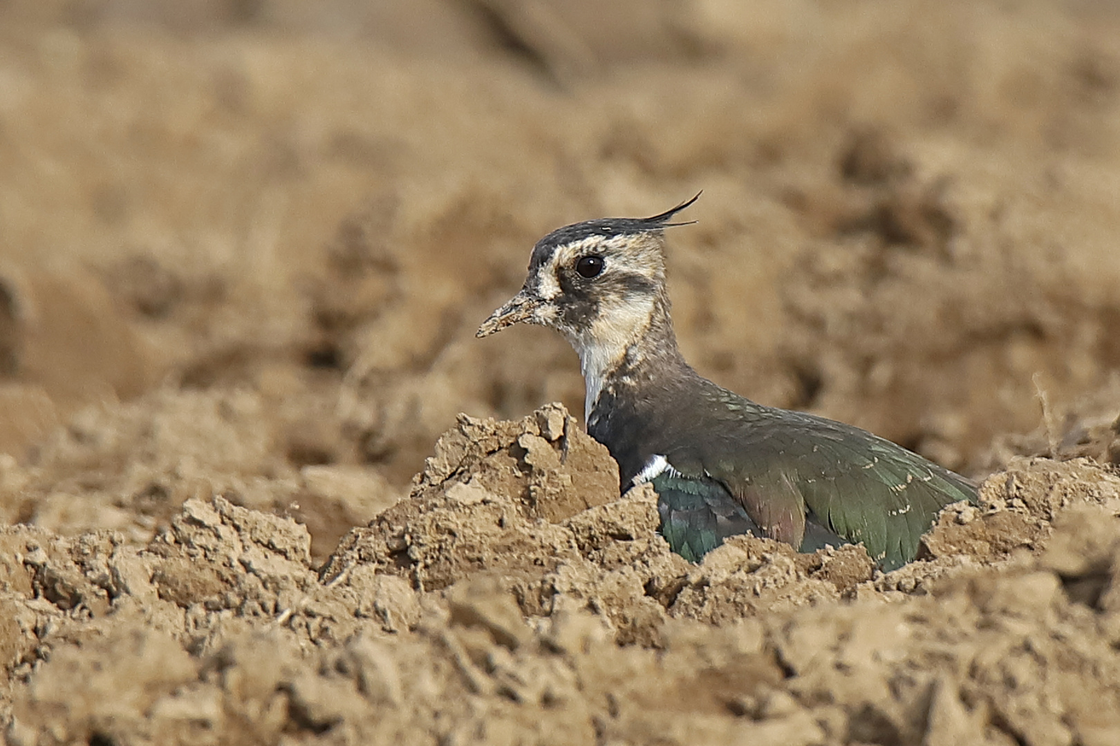 Kiebitz (Vanellus vanellus)