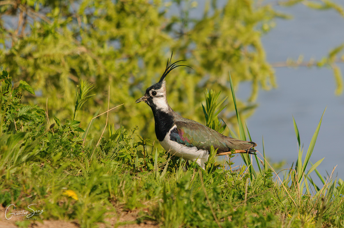 Kiebitz (Vanellus vanellus) am Seeufer