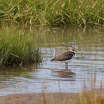 Kiebitz (Vanellus vanellus) an der Vorlandkante bei Spieka-Neufeld