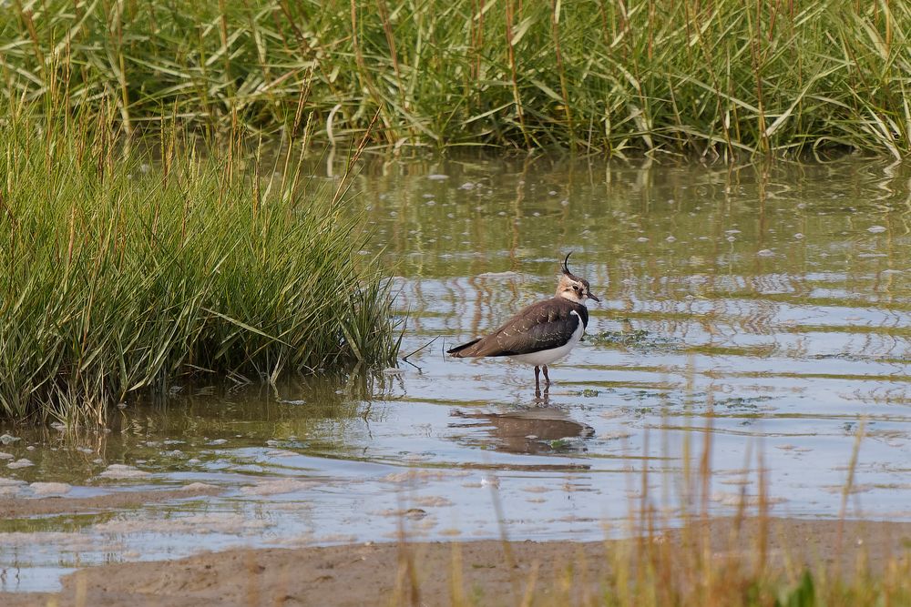 Kiebitz (Vanellus vanellus) an der Vorlandkante bei Spieka-Neufeld