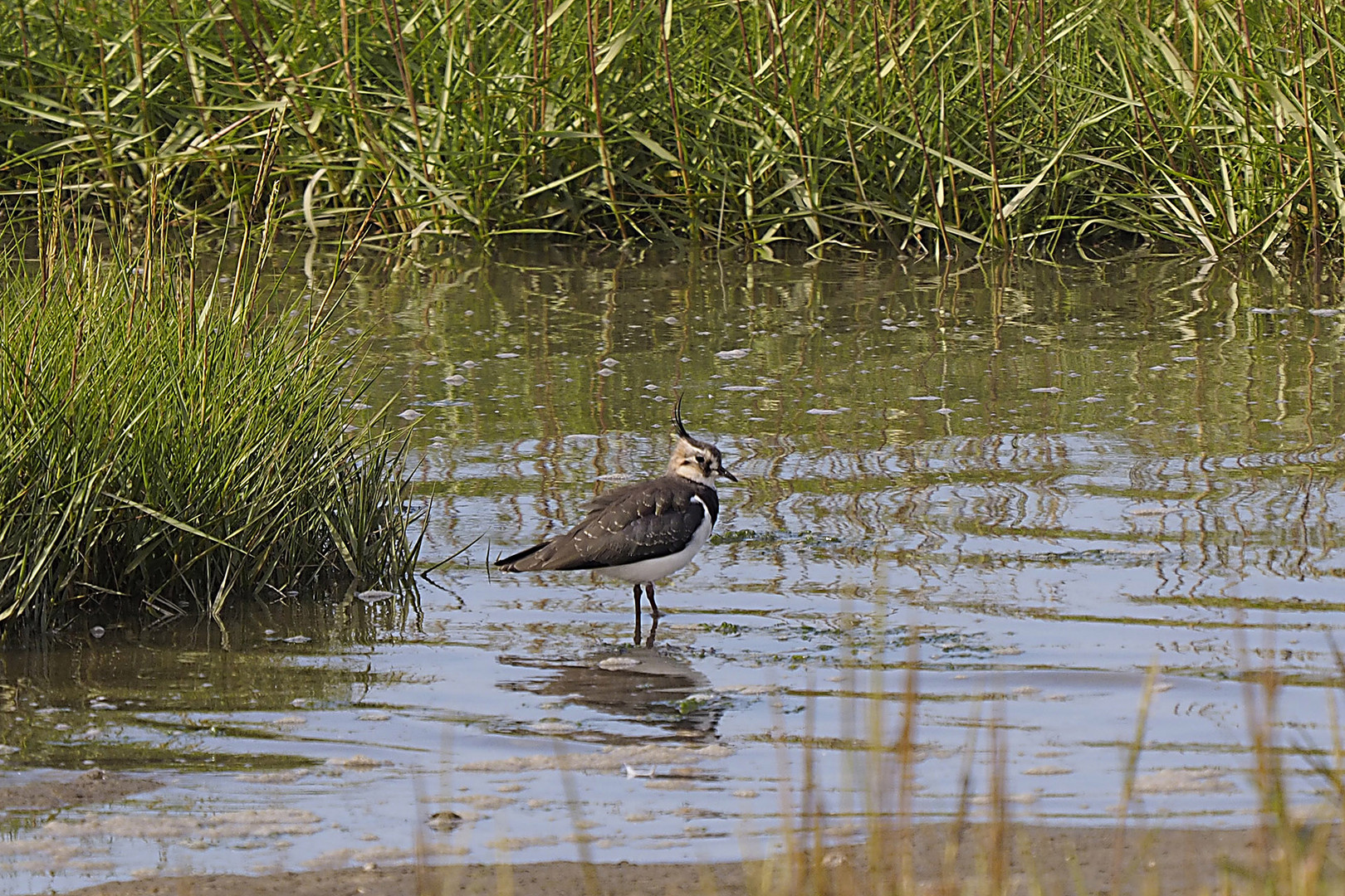 Kiebitz (Vanellus vanellus) an der Vorlandkante bei Spieka-Neufeld