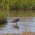 Kiebitz (Vanellus vanellus) an der Vorlandkante bei Spieka-Neufeld