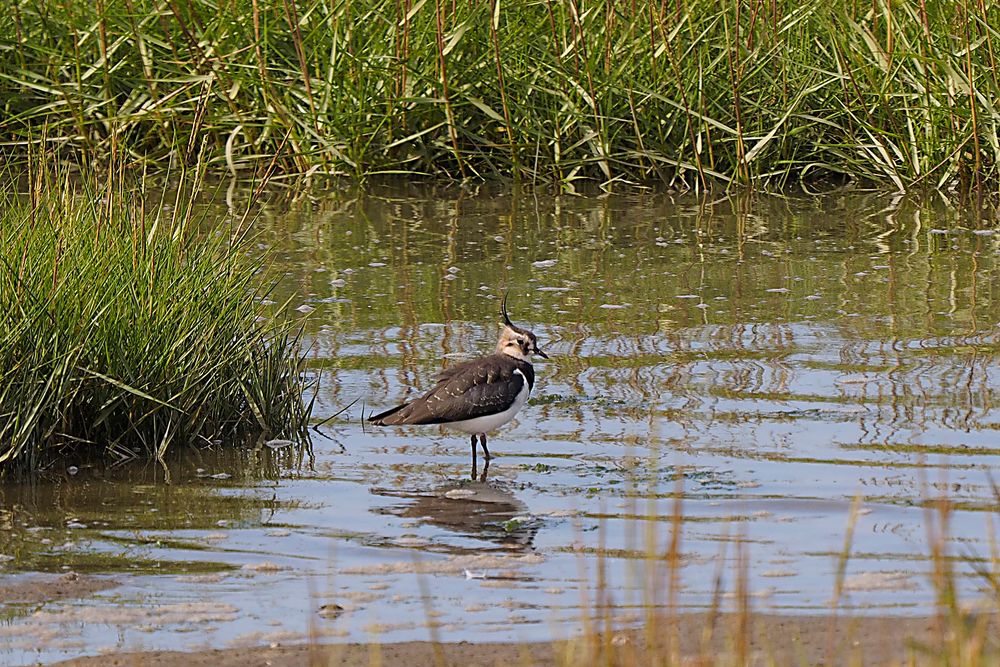 Kiebitz (Vanellus vanellus) an der Vorlandkante bei Spieka-Neufeld