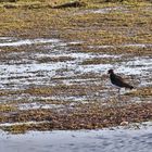 Kiebitz (Vanellus vanellus)  auf Futtersuche...