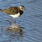 Kiebitz (Vanellus vanellus) auf Futtersuche...