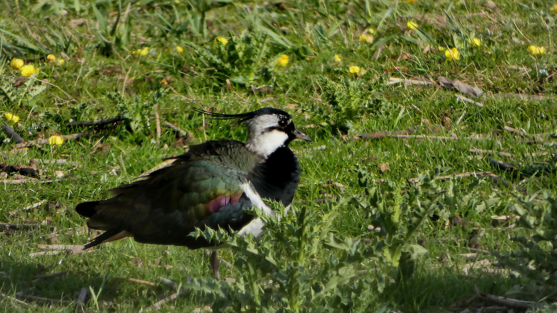 Kiebitz (Vanellus vanellus) 