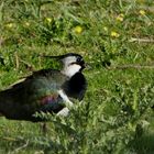 Kiebitz (Vanellus vanellus) 