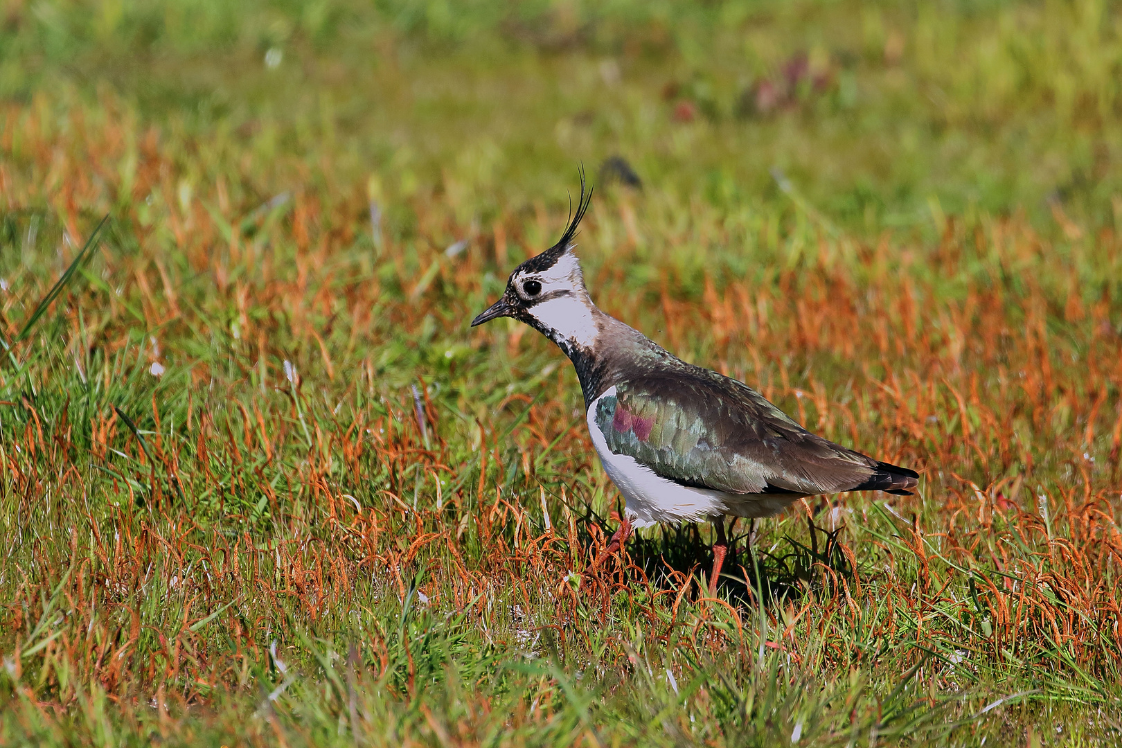  Kiebitz (Vanellus vanellus)