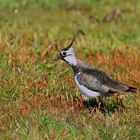  Kiebitz (Vanellus vanellus)