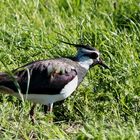 Kiebitz (Vanellus vanellus)