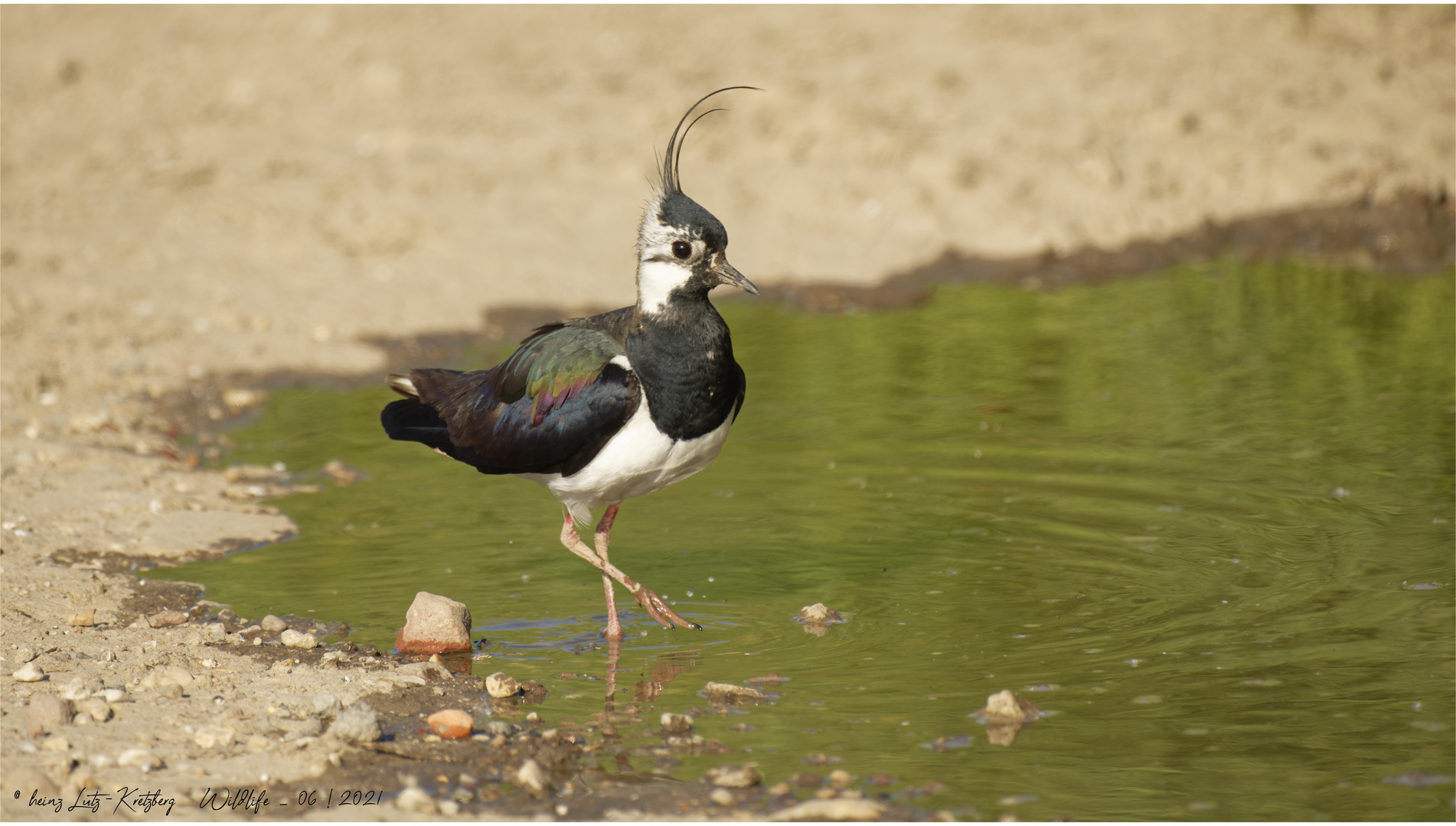 Kiebitz   (  Vanellus vanellus  ) 