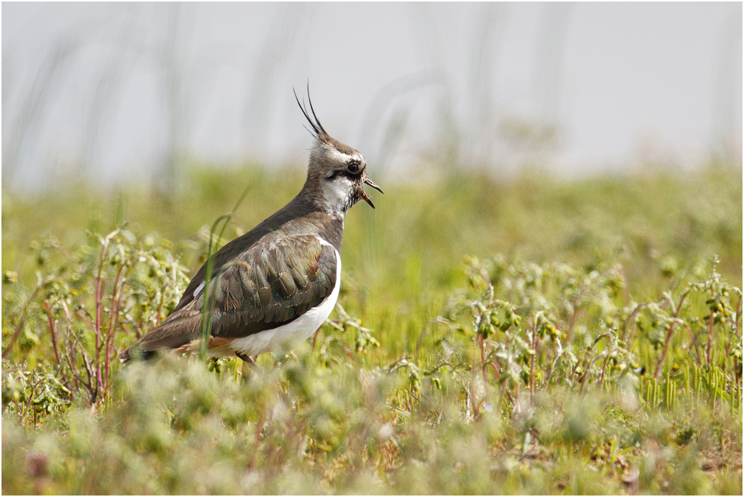 Kiebitz (Vanellus vanellus)