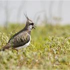 Kiebitz (Vanellus vanellus)