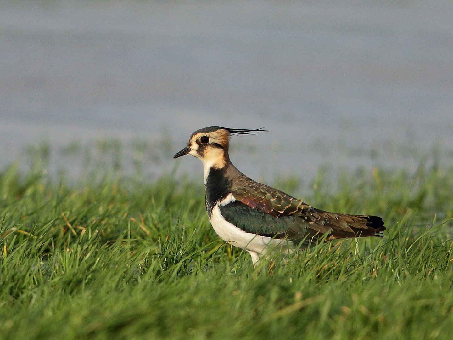 Kiebitz (Vanellus vanellus)