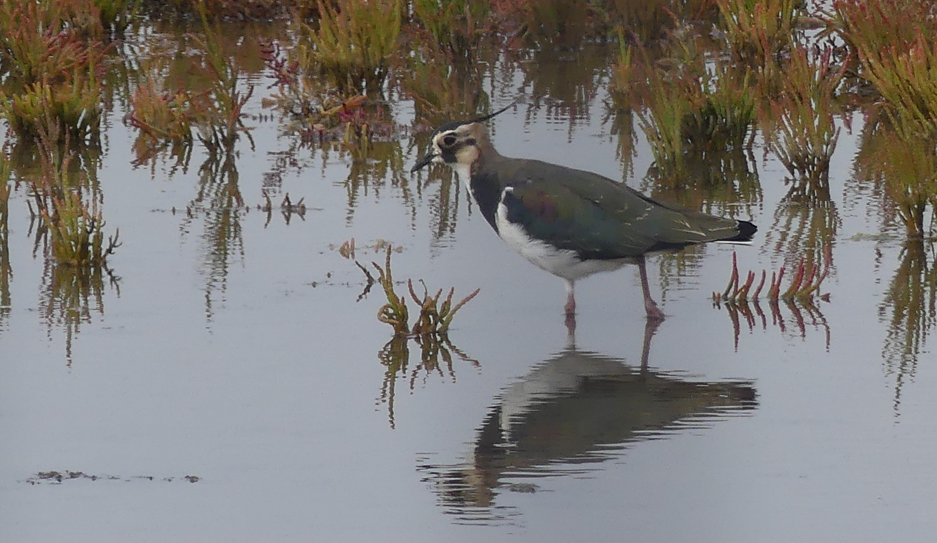 Kiebitz (Vanellus vanellus)...