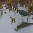 Kiebitz (Vanellus vanellus)...