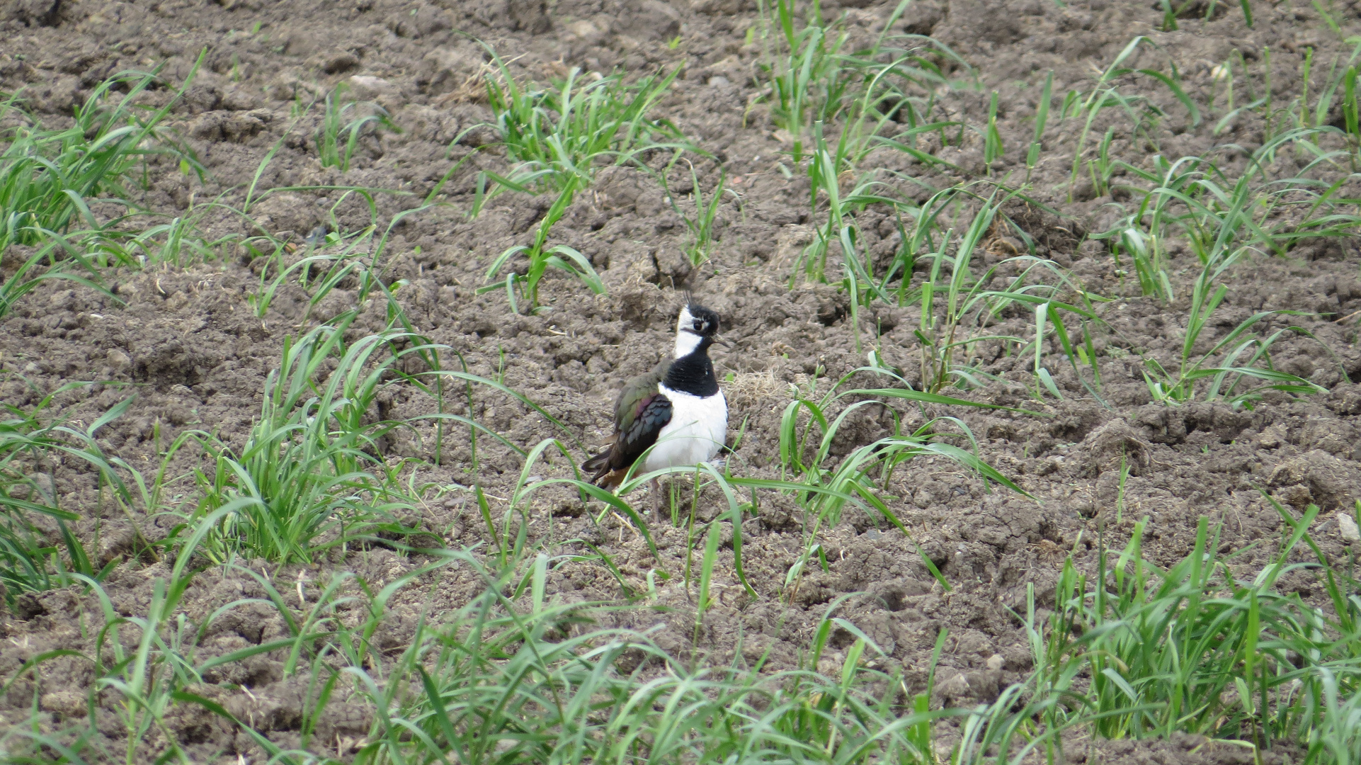 Kiebitz (Vanellus vanellus) (Feldpfau)