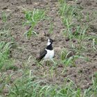 Kiebitz (Vanellus vanellus) (Feldpfau)