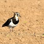 Kiebitz, (Vanellus vanellus), Northern lapwing, Avefría