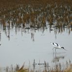 Kiebitz (Vanellus vanellus) und Säbelschnäbler (Recurvirostra avosetta)