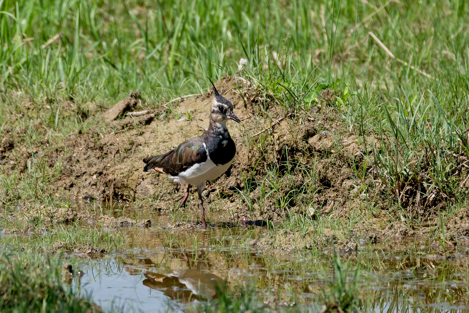 Kiebitz - Vogel des Jahres 2019