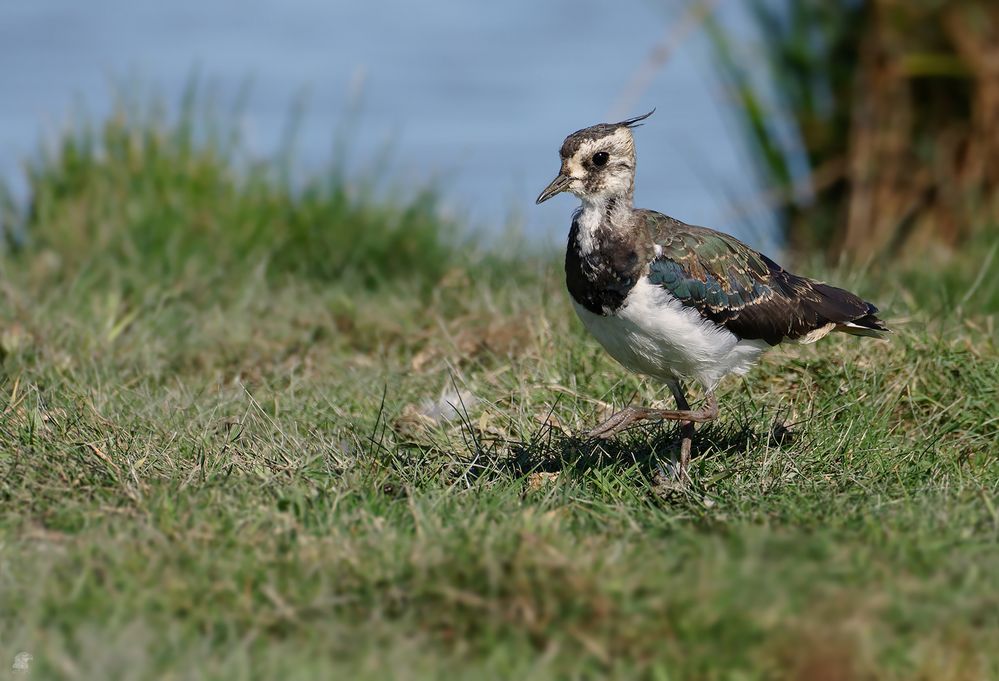 Kiebitz weibchen (Vanellus vanellus) ...