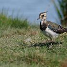 Kiebitz weibchen (Vanellus vanellus) ...