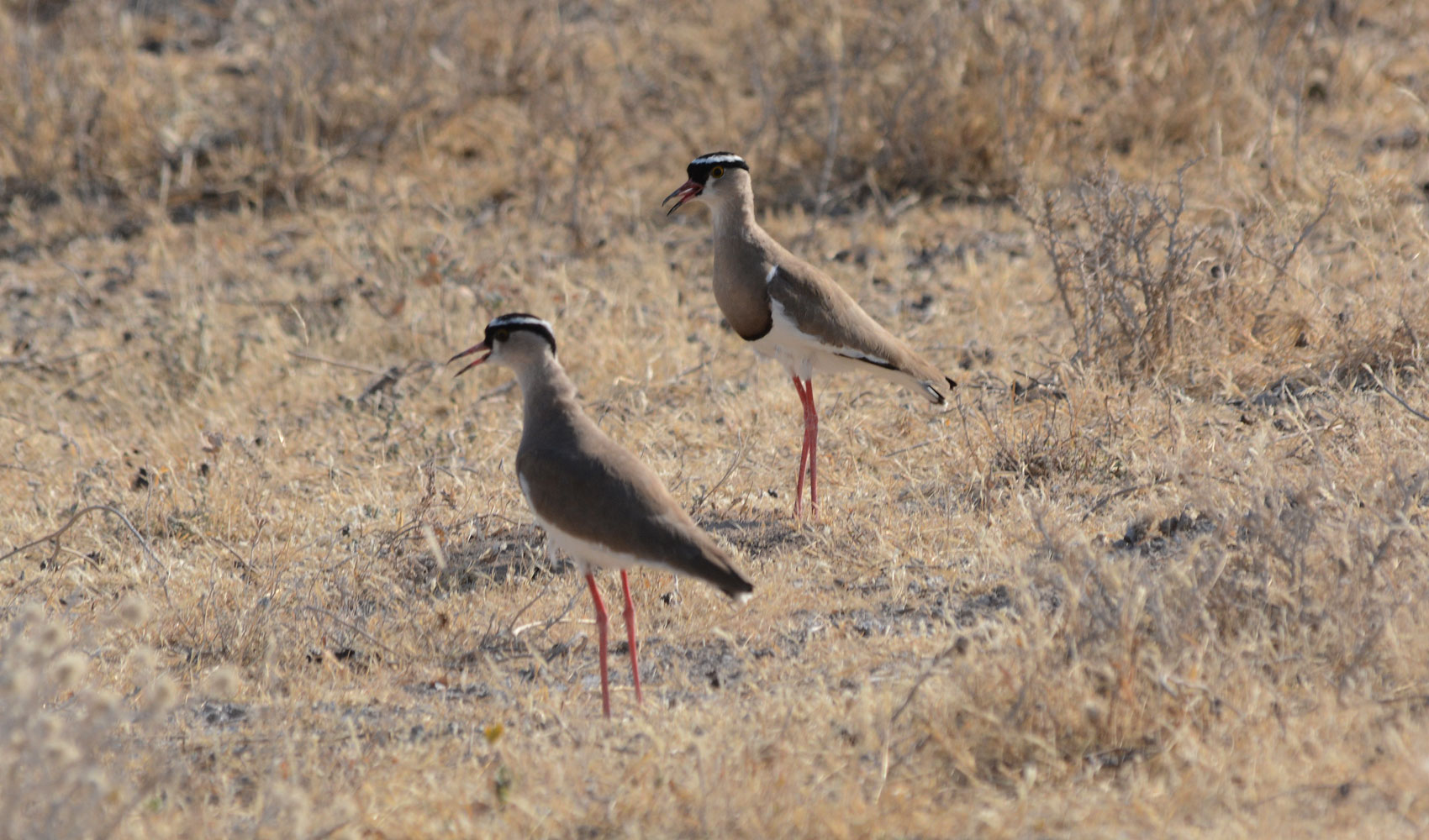 Kiebitze Afrikas: Der Kronenkiebitz  (Crowned Plower)