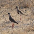 Kiebitze Afrikas: Der Kronenkiebitz  (Crowned Plower)