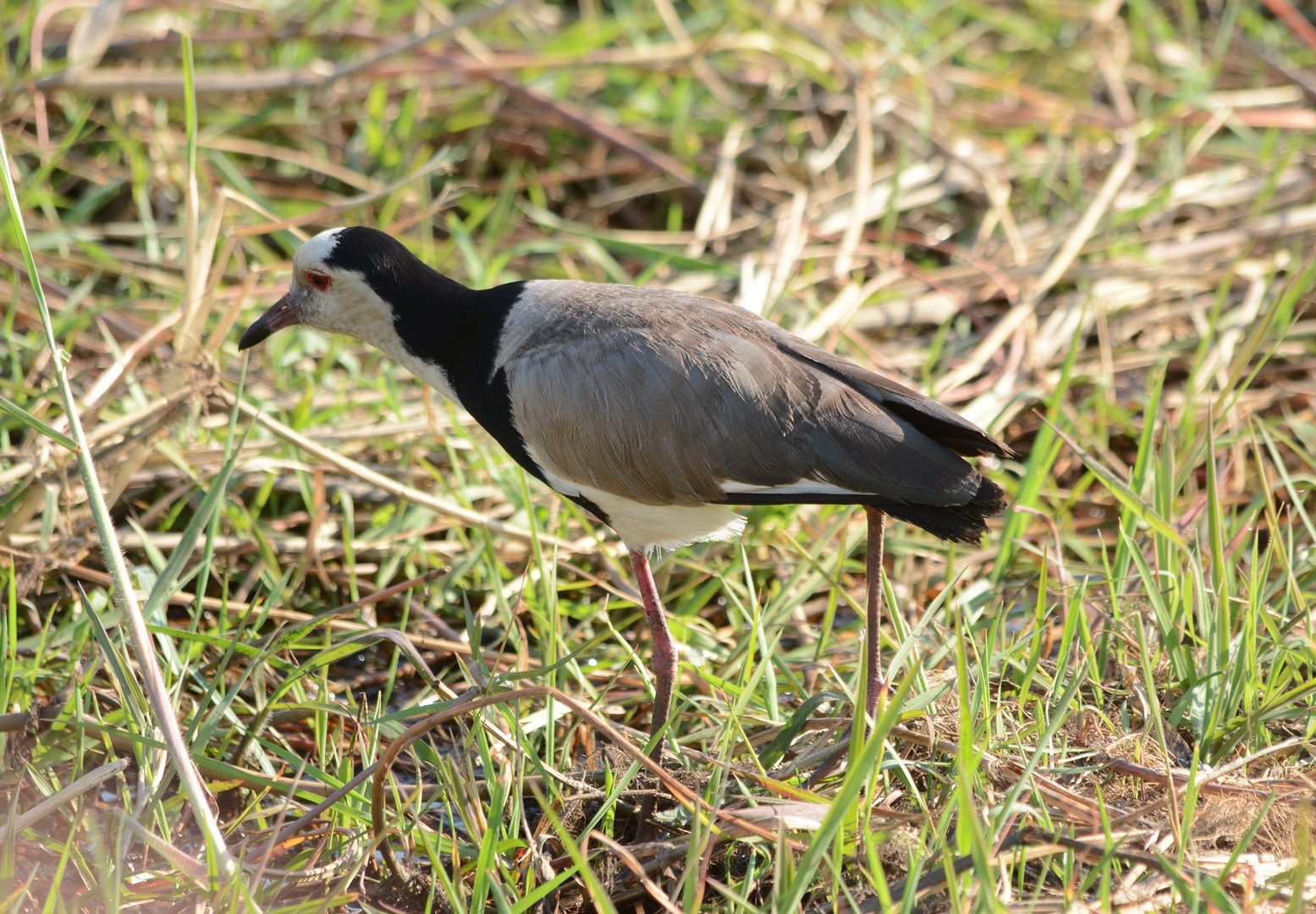 Kiebitze Afrikas: Der Langzehenkiebitz (Long-toed Lapwing)