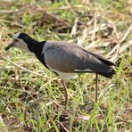 Kiebitze Afrikas: Der Langzehenkiebitz (Long-toed Lapwing)