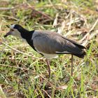 Kiebitze Afrikas: Der Langzehenkiebitz (Long-toed Lapwing)