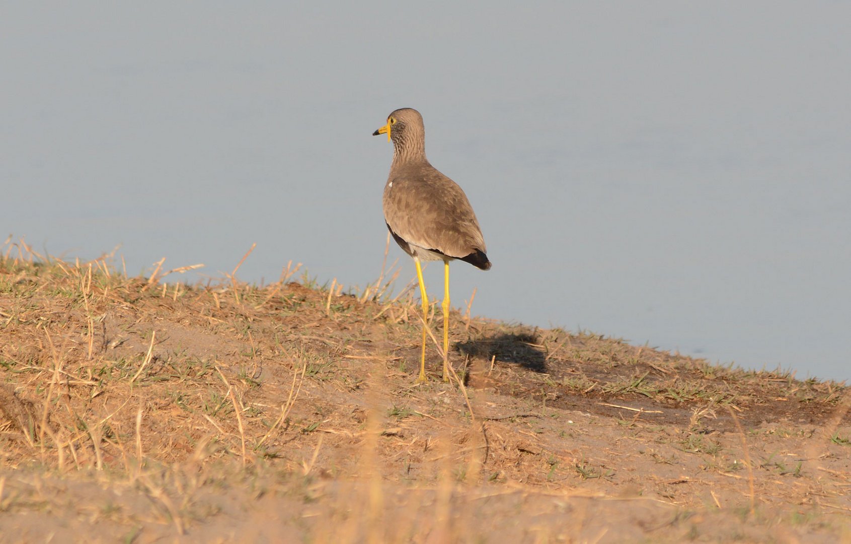 Kiebitze Afrikas: Der Senegalkiebitz  (Wattled Plover)