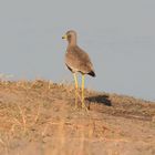 Kiebitze Afrikas: Der Senegalkiebitz  (Wattled Plover)