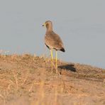 Kiebitze Afrikas: Der Senegalkiebitz  (Wattled Plover)