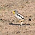 Kiebitze Afrikas: Whitecrowned Plover, also Langspornkiebitz