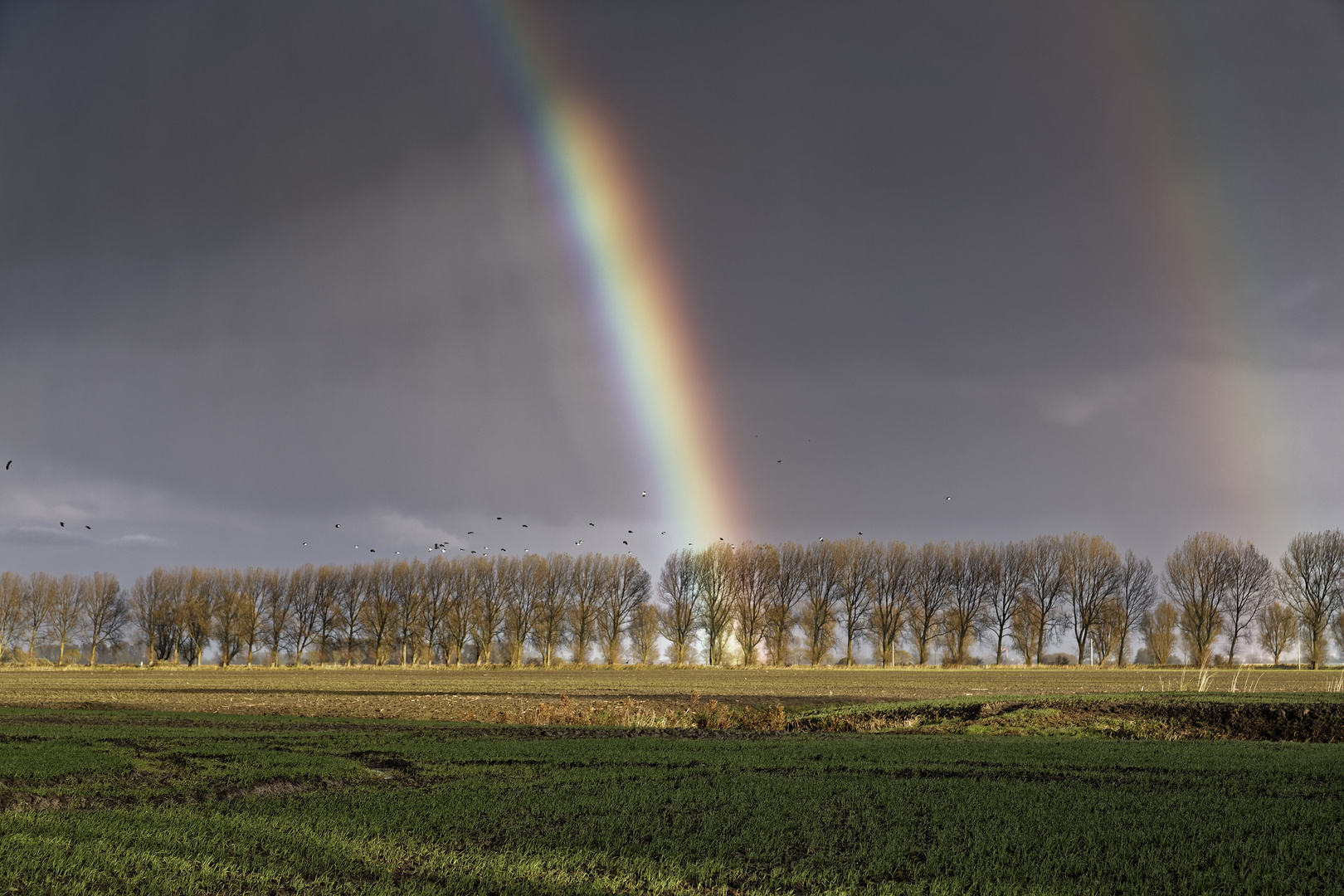 Kiebitze am Regenbogen