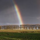 Kiebitze am Regenbogen