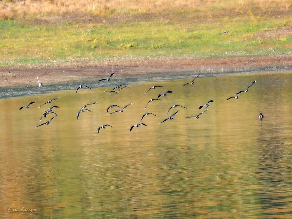 Kiebitze an der Breitenbachtalsperre