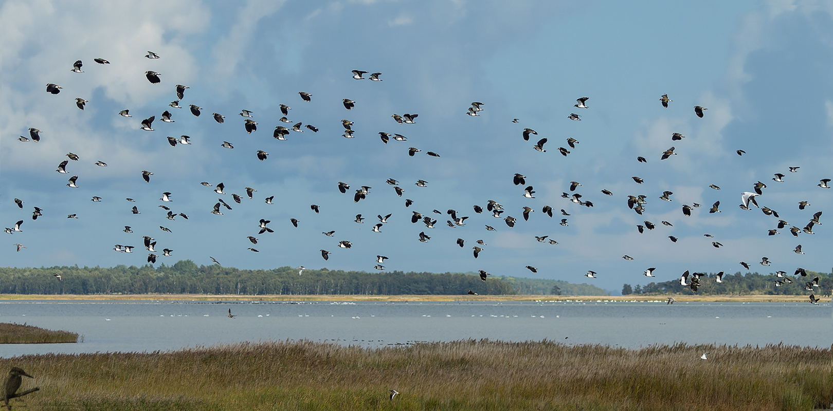 Kiebitze an der Ostsee