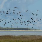 Kiebitze an der Ostsee