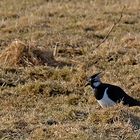 Kiebitze auf Borkumer Binnenwiesen im Frühjahr 2018